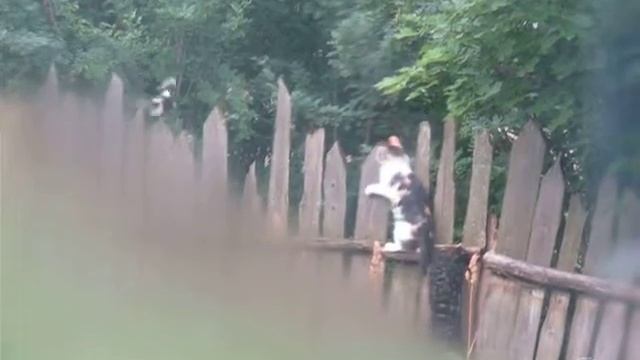 Смешное. Сорока дразнит кошку смотреть онлайн