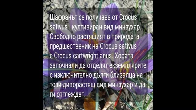 ШАФРАН: История - Въведение смотреть онлайн