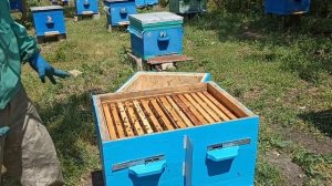 Двухматочное содержание пчел.  Объеденение семей общим корпусом.