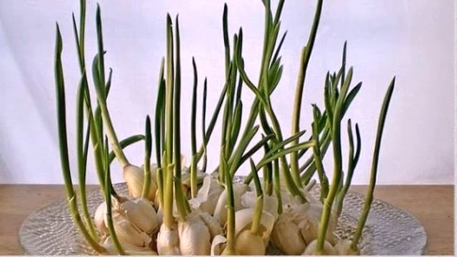 Три необычных способа вырастить чеснок, не касаясь земли смотреть онлайн