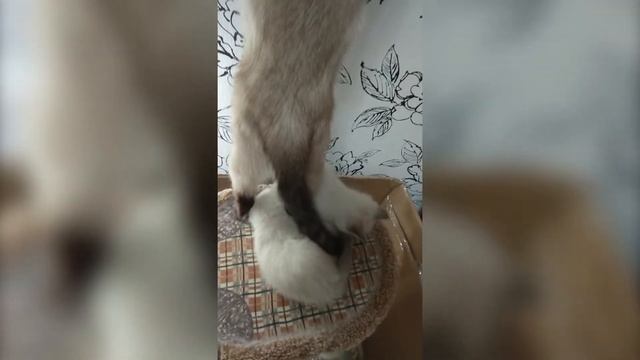 Смешные котики. Кошка и часы смотреть онлайн