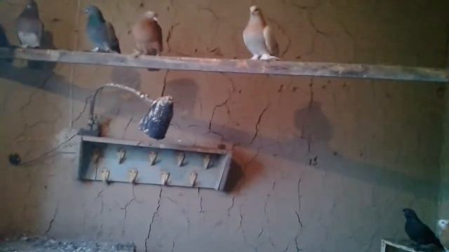 Голуби Тараза смотреть онлайн
