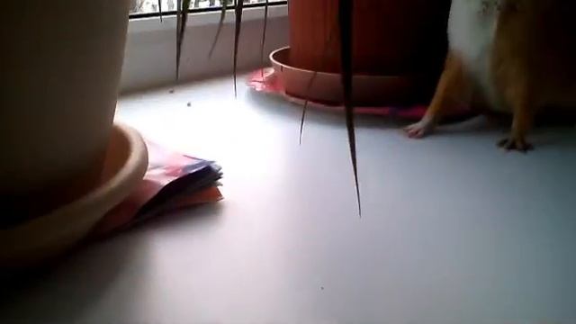 /Итоги выращивания травы в домашних условиях /Что у меня выросло/ Зверята/ смотреть онлайн