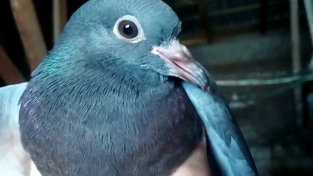 Гусятинський  голуб говорящий 😀😀😀