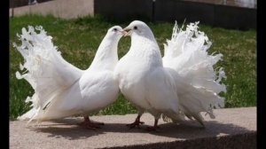 Воркование голубей 🕊🕊