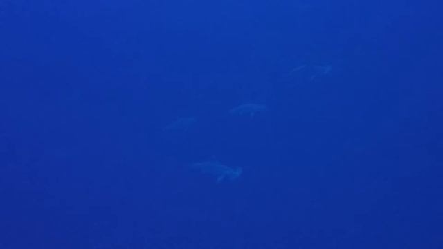 Shaab Rumi Hammerheads - Sudan 2017 смотреть онлайн