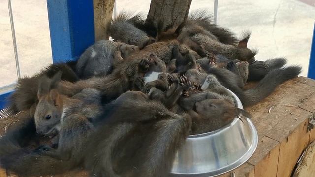 Белки в зоопарке Даляня (Китай)