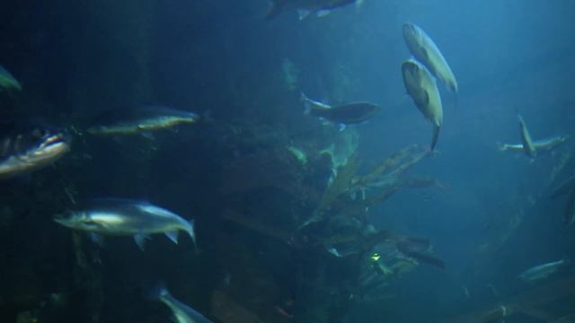 The Salmon Are Back!   Bowen Island, Howe Sound