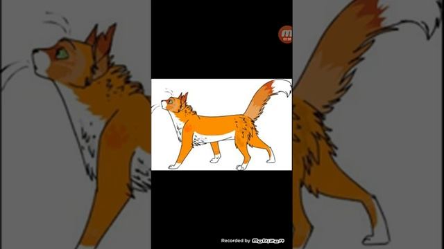 Фанфик Котов-Воителей:Жизнь Рыжезвёзда 1 глава смотреть онлайн
