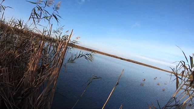 ОХОТА НА УТКУ/ ОКТЯБРЬ 2022/ Лилу- ПРОФИ смотреть онлайн