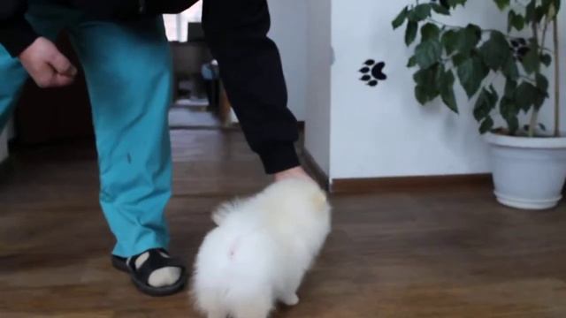 Шпиц дев крем 081