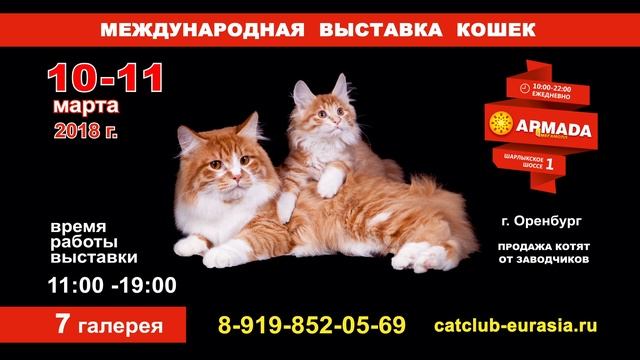 Выставка кошек - телебаннер смотреть онлайн