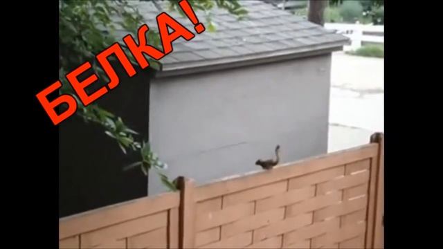 белка, бетон, удар :D смотреть онлайн
