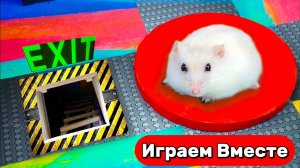 Хомяк сбегает из опасного лабиринта 🐹 Приключения Умного Хомяка 🐹 Видео для детей