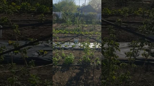 Утро. смотреть онлайн