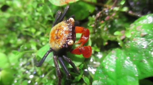 Geosesarma hagen Red Devil