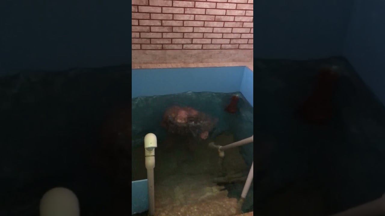 Купель в Свято-Богородичный Казанский мужской монастырь смотреть онлайн