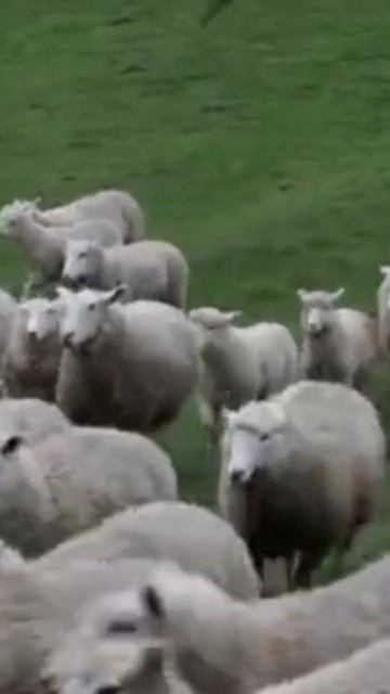 eid ul adha смотреть онлайн