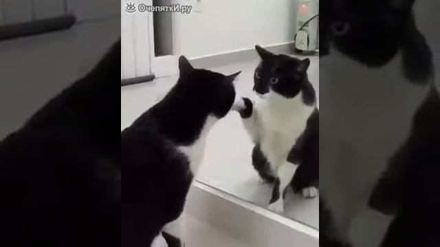 Кот и зеркальное отражение!!! смотреть онлайн