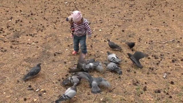 Нападение голубей на человека смотреть онлайн