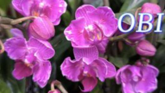 №1072/ СВЕЖАЯ поставка ИНТЕРЕСНЫХ орхидей в OBI смотреть онлайн