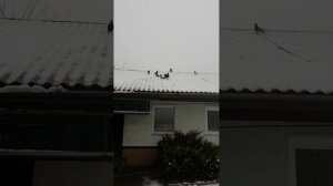 николаевские  голуби. обояни. горбатых Владимир