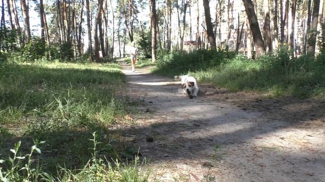 Funny Jack Russell Terrier Dog Videos. Собака на каникулах! Джек рассел терьер Приколы Собаки Видео смотреть онлайн