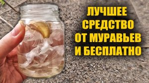 КАК ИЗБАВИТЬСЯ ОТ МУРАВЬЕВ НАВСЕГДА!