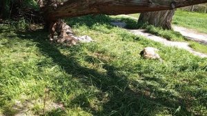 video_2025-04-29_12-49-51