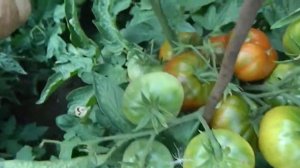 Томат Смех Кукабары гном.