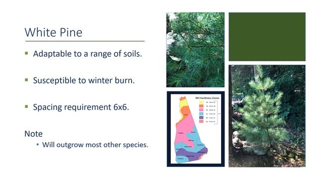 Christmas Tree Species смотреть онлайн