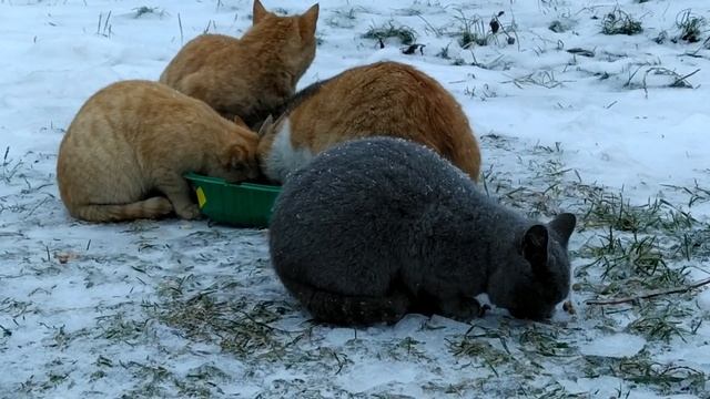 Голодных кошек кормим - В снежный - Морозный день. смотреть онлайн