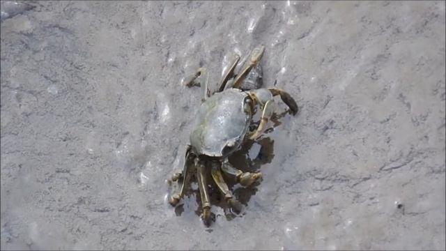 アシハラガニ смотреть онлайн