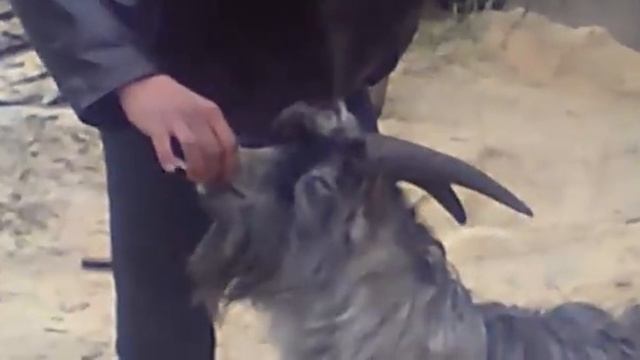 курящий козел смотреть онлайн