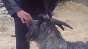 курящий козел