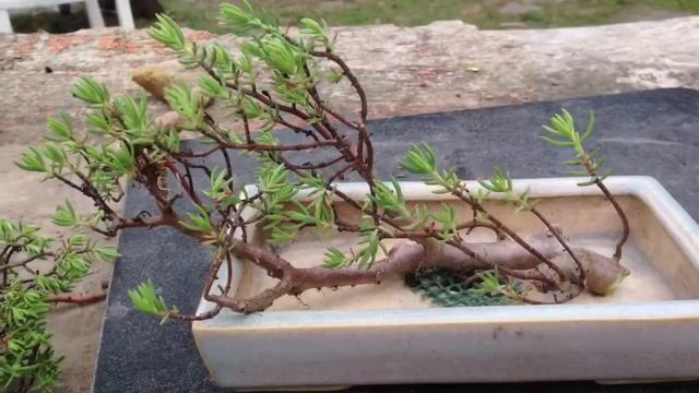 La Crassula Sarcocaulis En Bonsai
