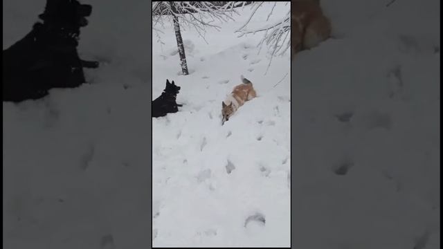 Дина ищет дом