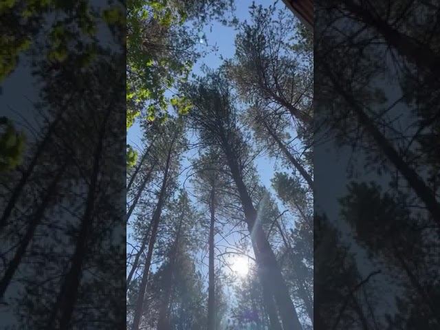 С ДНЁМ РОССИИ ❤️#деньроссии смотреть онлайн