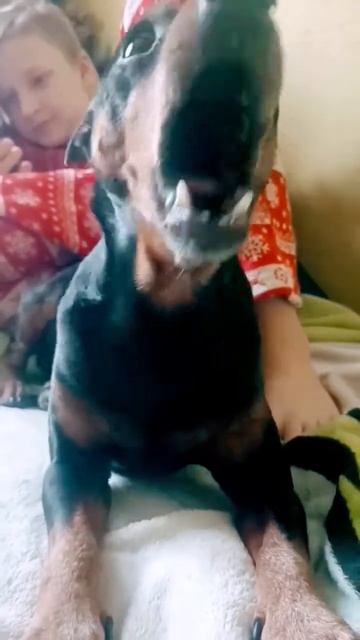 #youtube #shorts #funny #fun #bitbox #dogs #vl #приколы #животные #собаки #вл #dv #news #blog #love смотреть онлайн