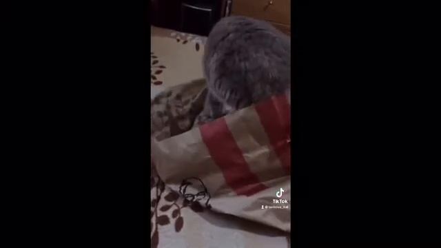 ПРИКОЛЫ С КОТАМИ..СМЕШНЫЕ КОТЫ... КОТ тик-токер. ТИК ТОК. смотреть онлайн