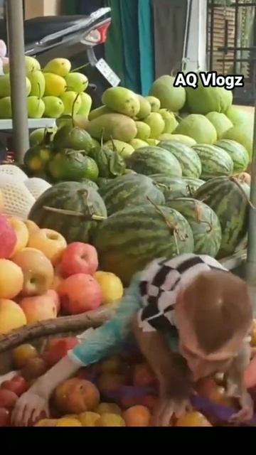 Free Free 🍏 Funny Monkeys With Fruits  #Shorts #youtube #short