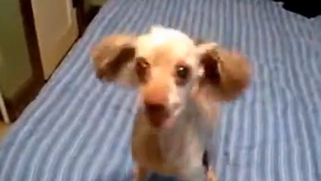 Выступление Януковича перед Ветеранами.flv смотреть онлайн