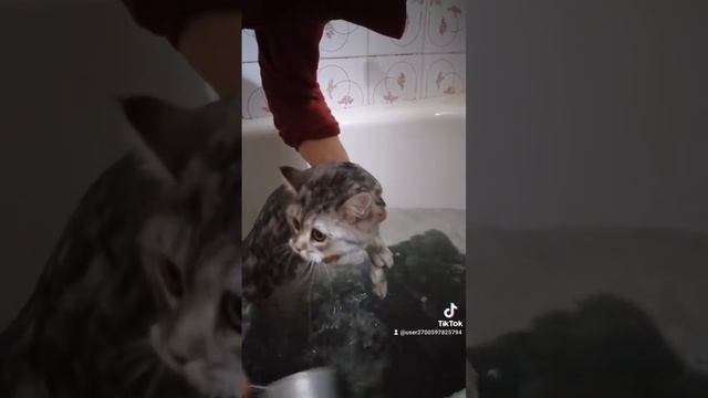 купаем кошку