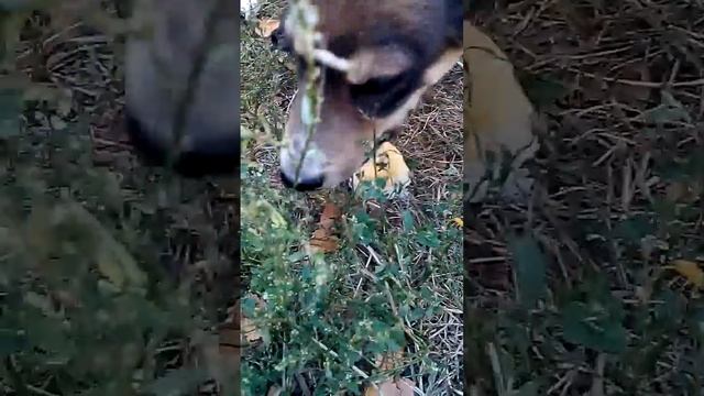 Мимимишные щенята смотреть онлайн