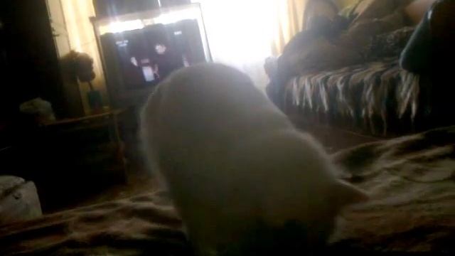 снежок как шарик)))