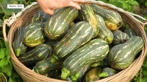 Дорис 16. Дорис собирает тыкву для поставок в супермаркеты.