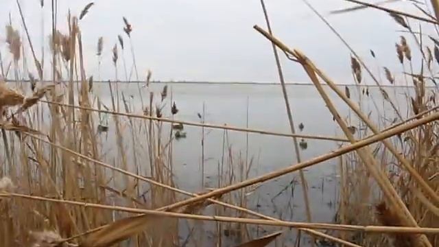 Утка Килия Декабрь