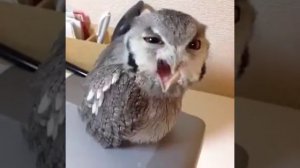 ПРИКОЛ! Сова кричит эй три раза