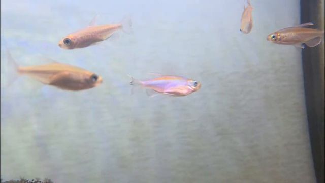 Freshwater Fish Arrivals 2/16/23 смотреть онлайн