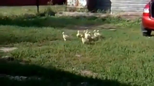 лучшие подчиненные смотреть онлайн